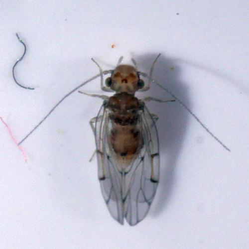 Ectopsocus briggsi